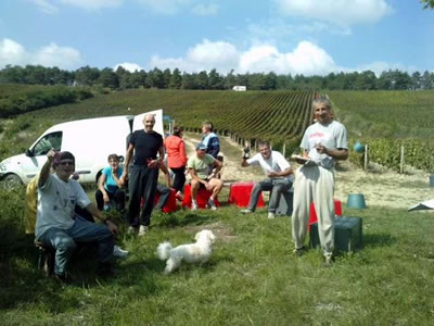 Vendanges 2014