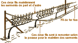 Le palissage Le palissage