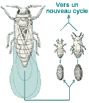 Le phylloxéra Le phylloxéra