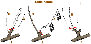 La taille courte