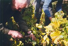 Vendanges à la serpette Vendanges à la serpette