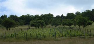 Une vieille vigne sur les coteaux... Une vieille vigne sur les coteaux...