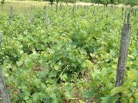 Une vigne qui prend de l'âge Une vigne qui prend de l'âge