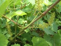 Des fleurs de vigne Des fleurs de vigne